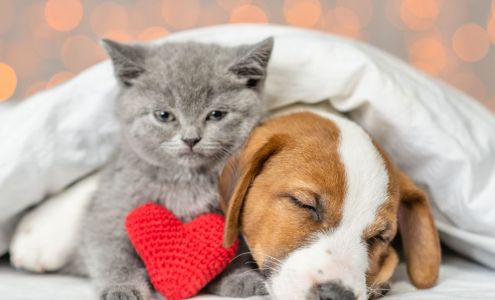 Vet Wellcare Vaccinations Clinic at Pet Supermarket