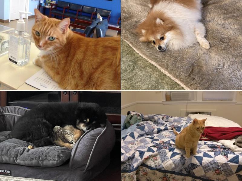 Animal Clinic of Southgate