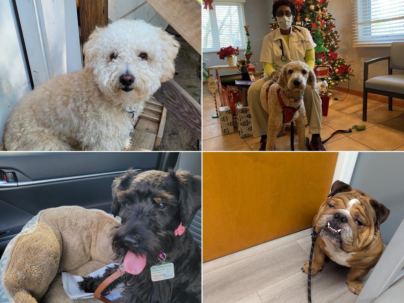 A.P.A.W. Veterinary Hospital & Wellness Center