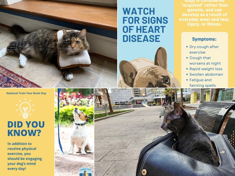 Harbor View Veterinary Hospital