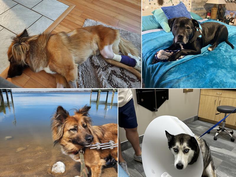 Chesapeake Veterinary Surgical Specialists