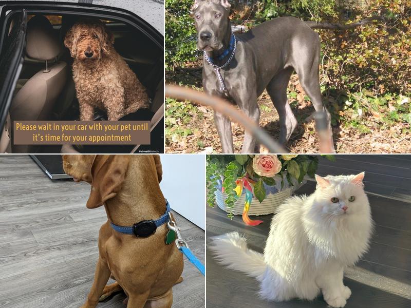 Pender Veterinary Centre - Little River