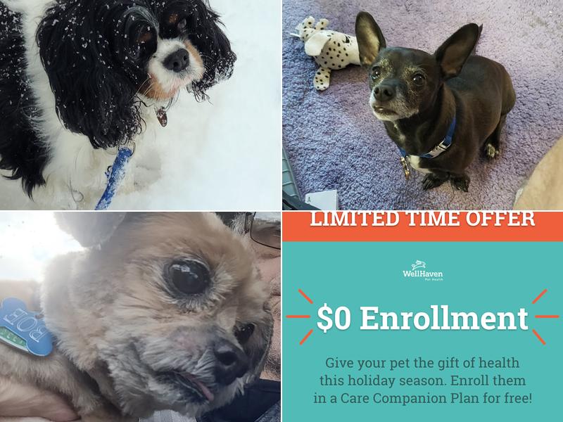 Skagit Animal Clinic