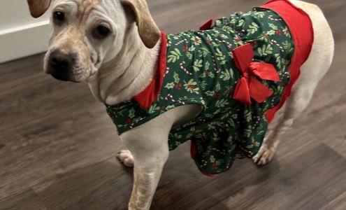 Pet Food Vet Burlington