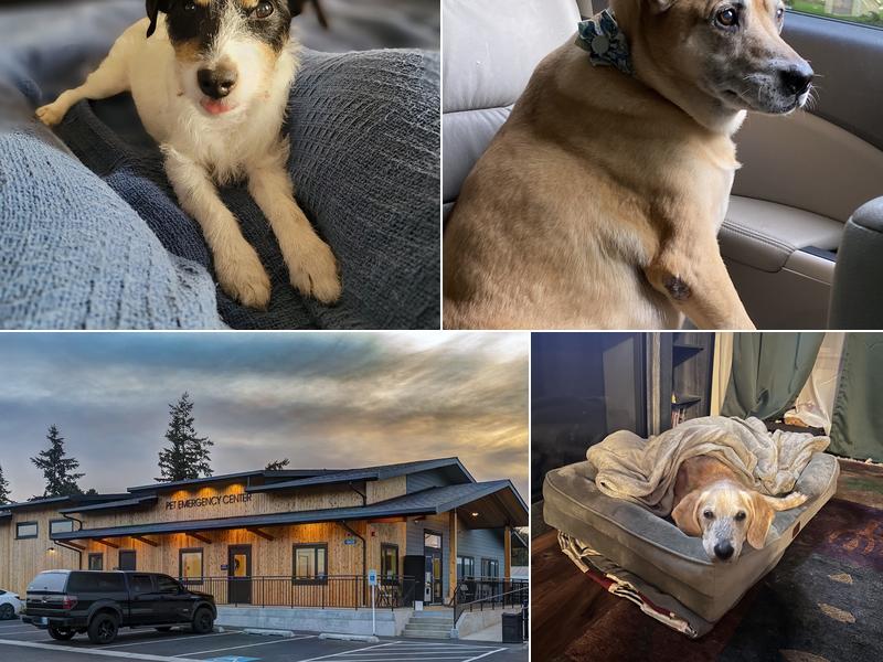 Pet Emergency Center - Skagit Valley