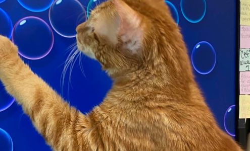 Scriven Sabrina DVM Lewiston