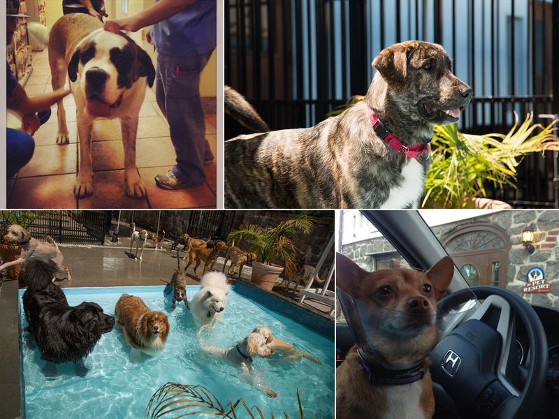 Mamaroneck Veterinary Hospital