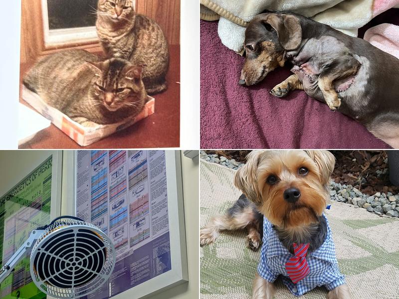 Scarsdale Animal Hospital