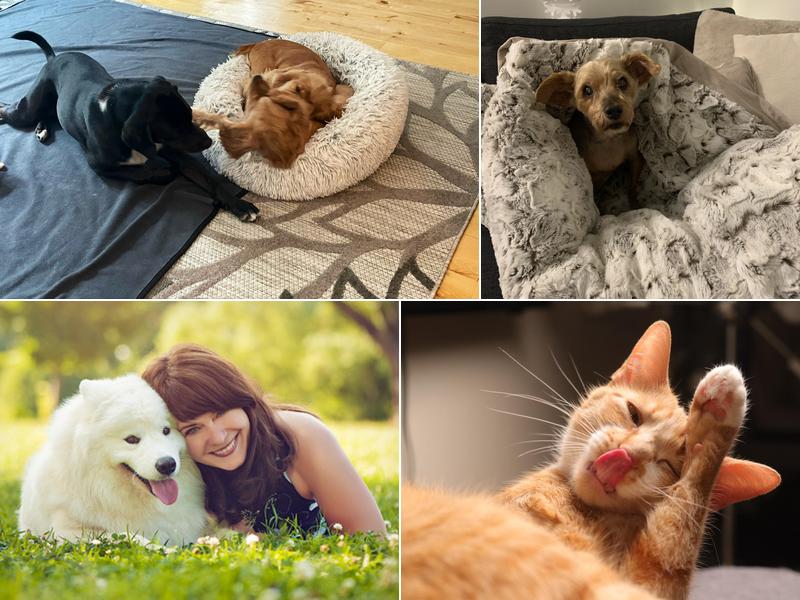 Animal Medicine and Surgery of Little Neck