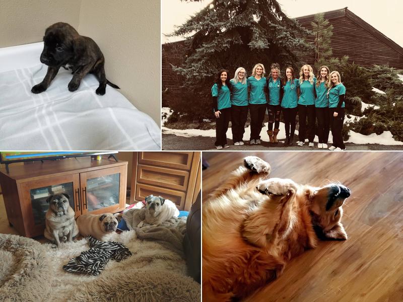 Cheney Veterinary Clinic