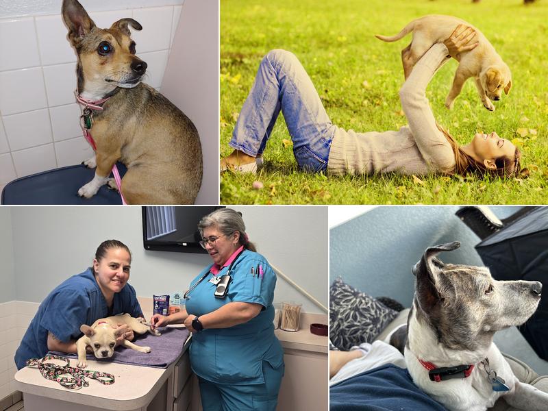 Animal Medical Clinic of Spring Hill