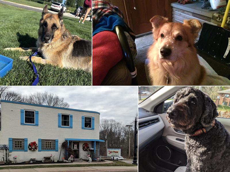 FOR PAWS BLUE CROSS ANIMAL HOSPITAL