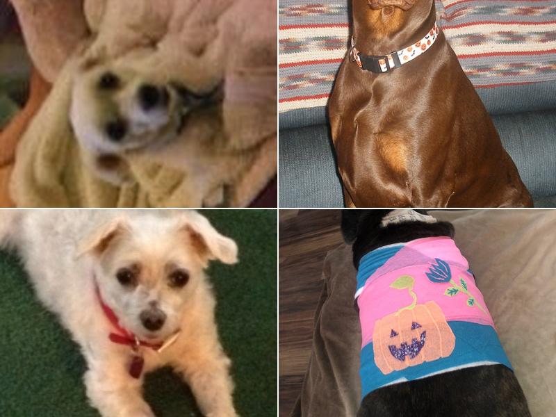 Buckeye Veterinary Clinic LLC: Charlotte Cummings DVM