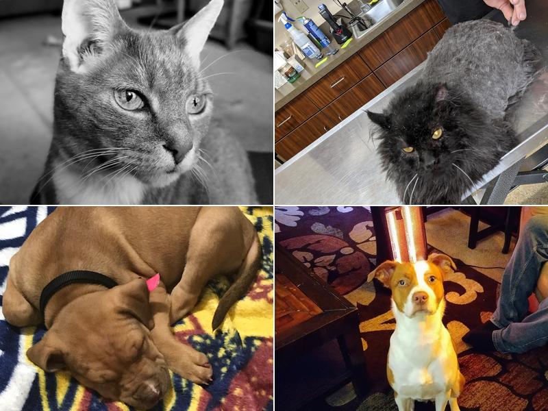 Akron Barberton Veterinary Clinic