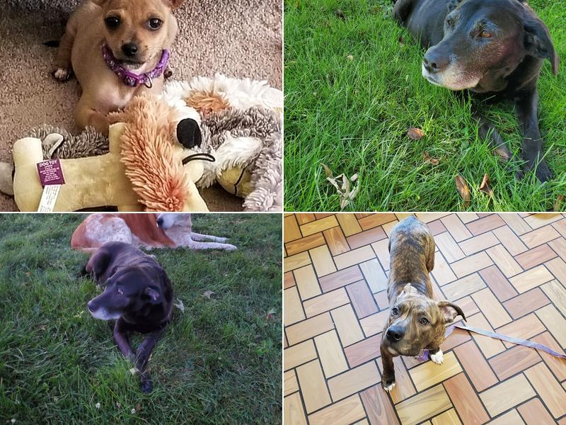 Thompson Animal Hospital