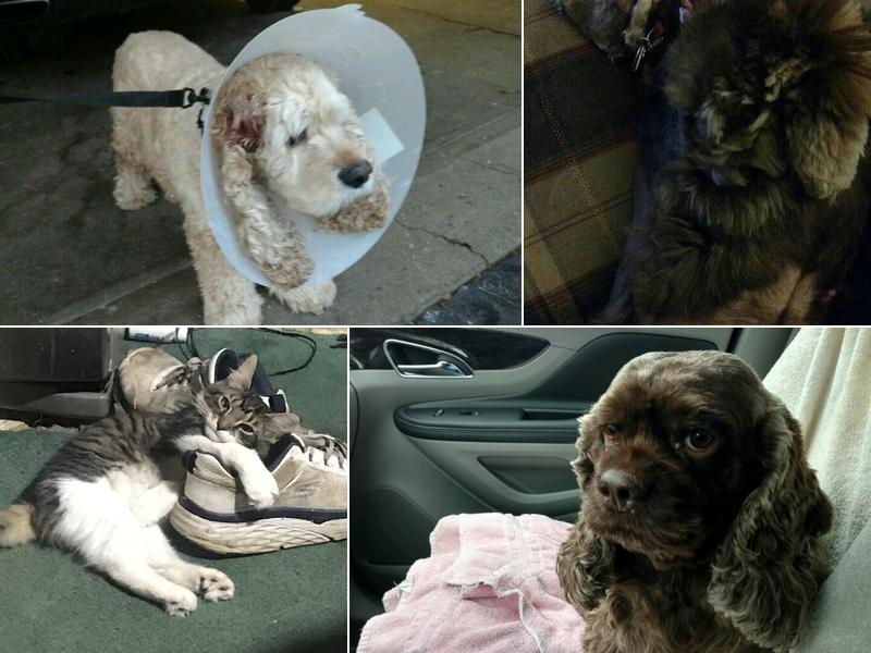 Fulton Animal Hospital