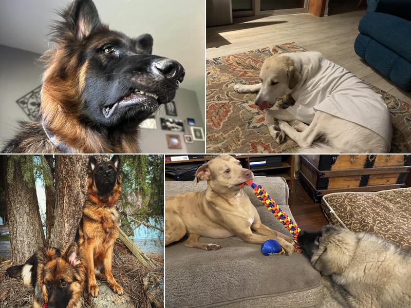 Silver Valley Veterinary Clinic