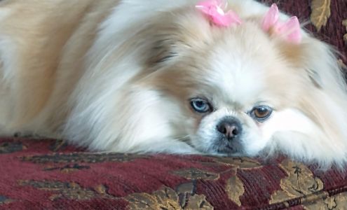 Benewah Veterinary Clinic Saint Maries