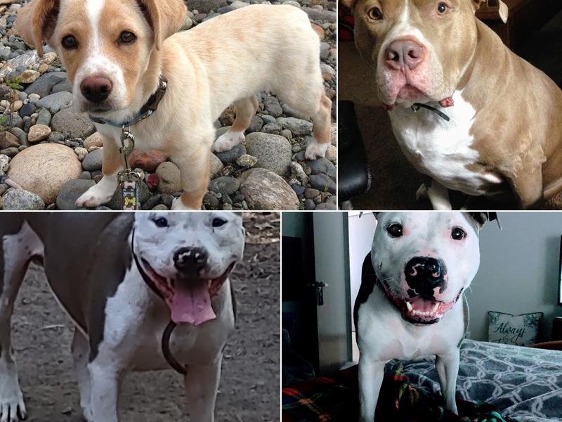 All Creatures Veterinary Services: Civey Jim DVM