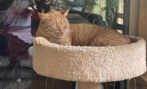 Covington County Animal Hospital 4030 US 49, Collins Mississippi 39428