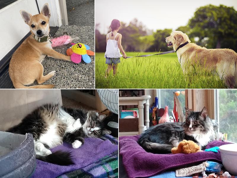 Puget Park Veterinary Clinic