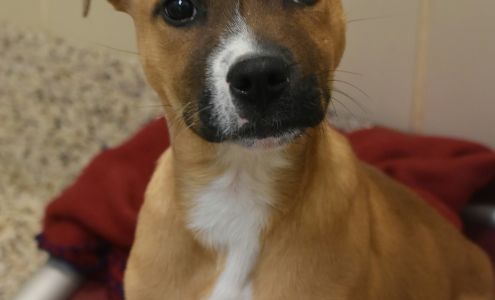 SPCA Albrecht Center for Animal Welfare