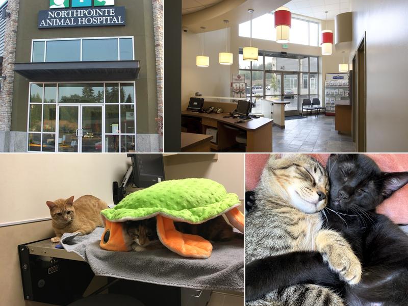 Northpointe Animal Hospital