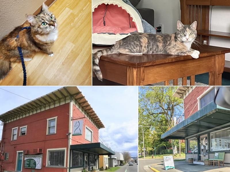 Chuckanut Feline Center