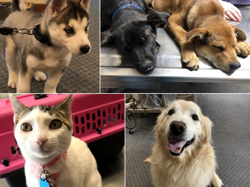 Fountain Veterinary Hospital