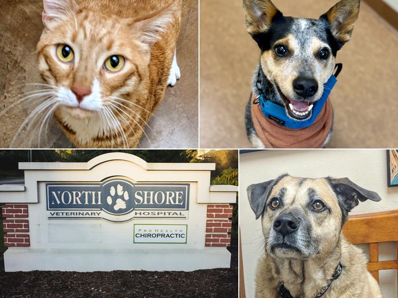 Northshore Veterinary Hospital