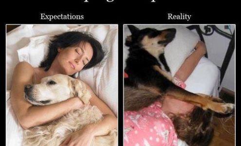 Abraam Animal Hospital