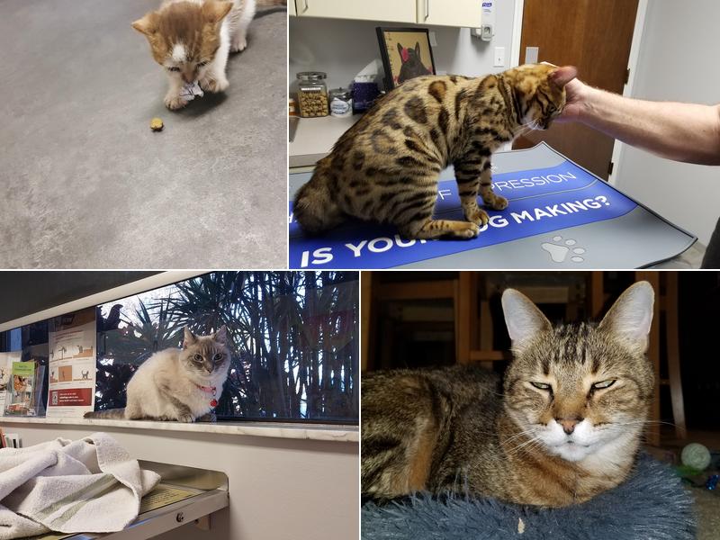 Largo Veterinary Hospital