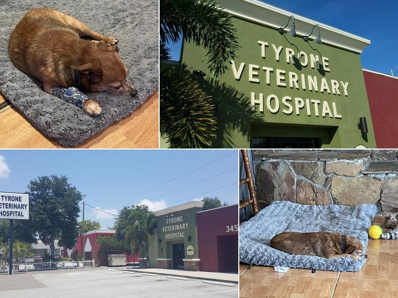 Tyrone Veterinary Hospital