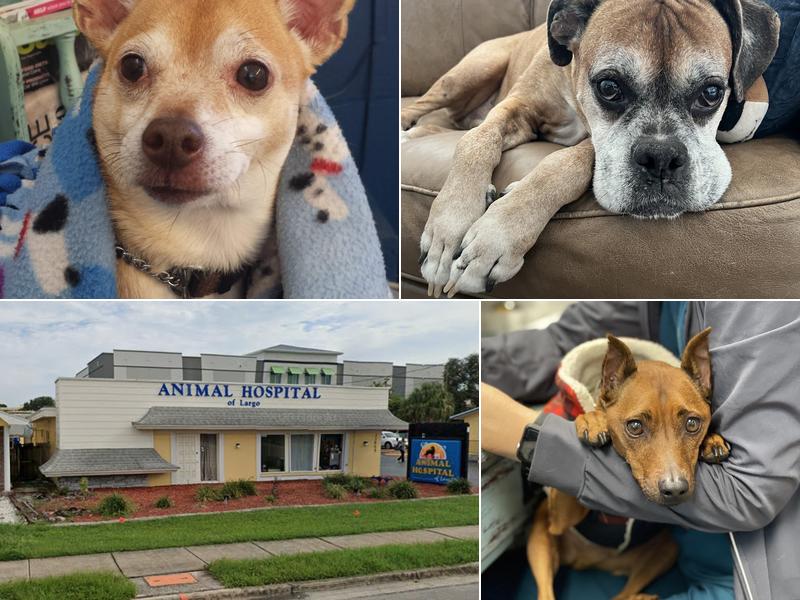 Animal Hospital of Largo