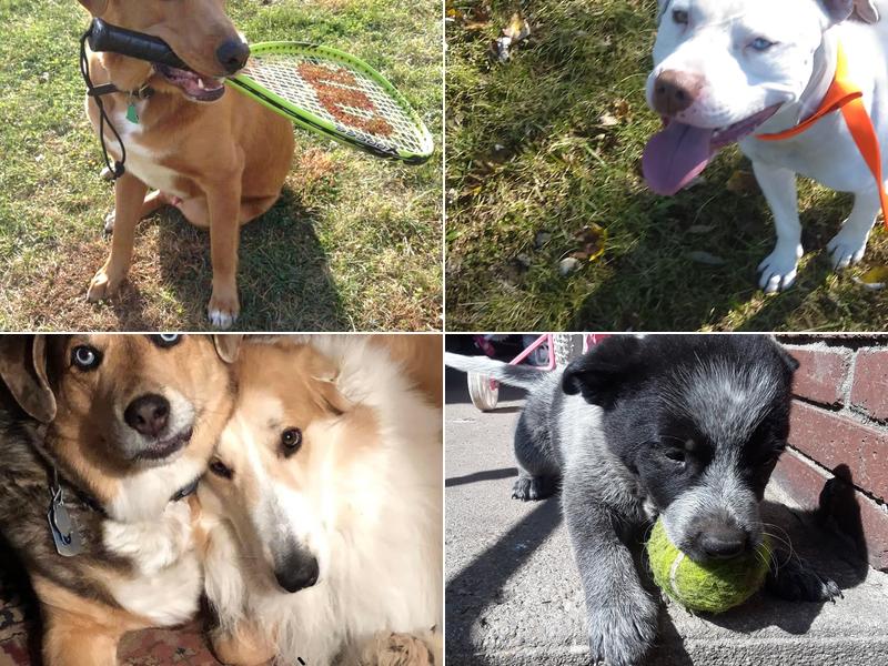 New Carlisle Animal Hospital