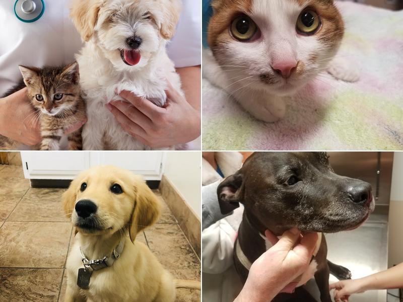 Silver Sands Veterinary