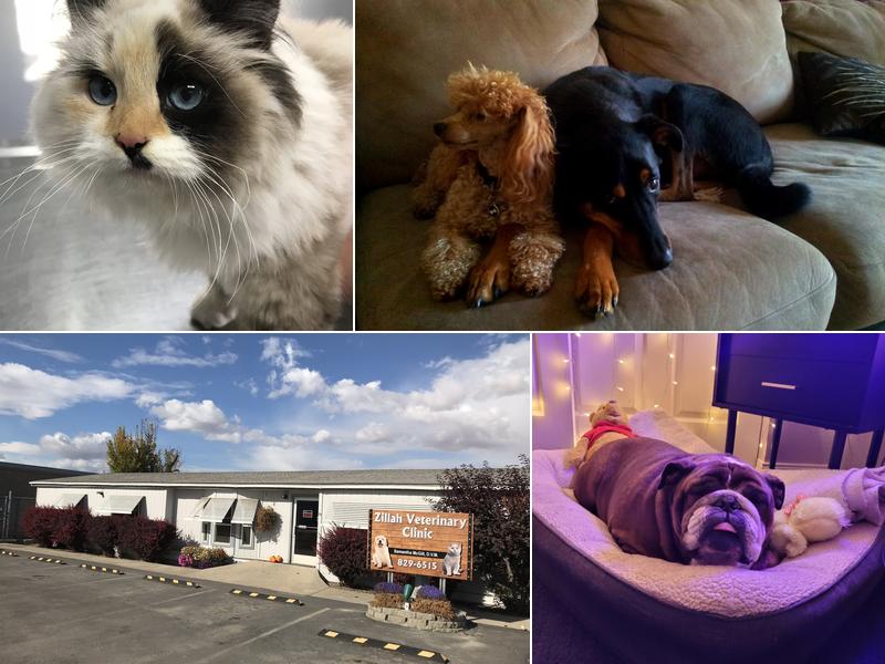 Zillah Veterinary Clinic