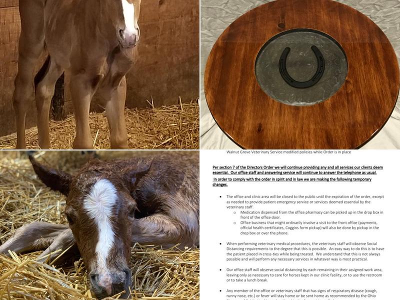 Walnut Grove Veterinary Services Equine Vet