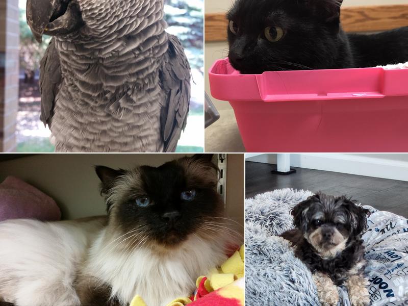 East Valley Animal Clinic: Ranzinger Kathy, DVM