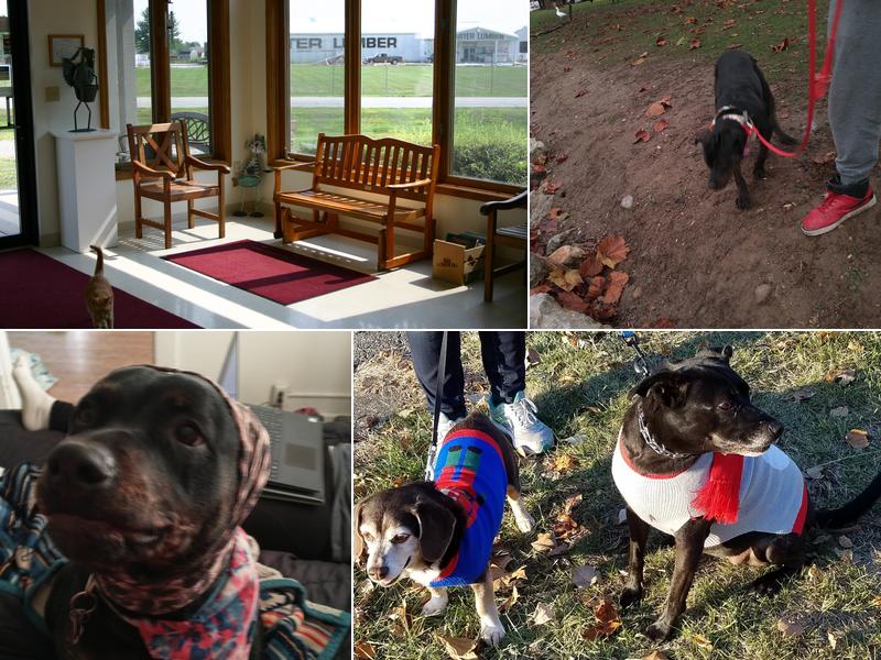 Creature Comforts Veterinary