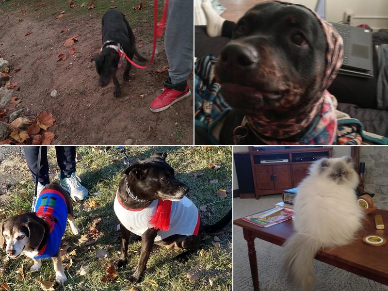 Creature Comforts Veterinary