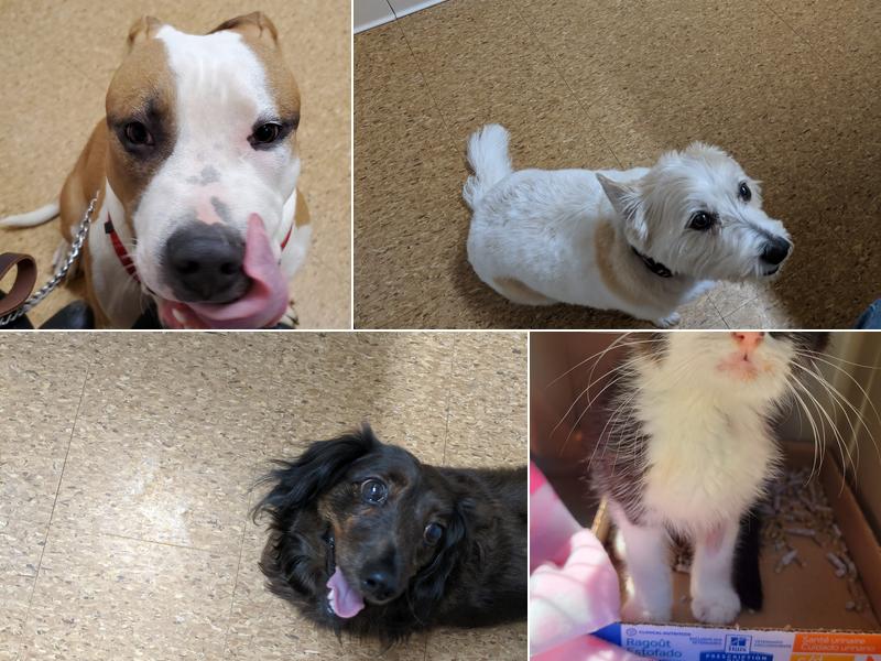 Agri-Pet Veterinary Service