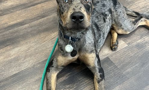 Edgefield Veterinary Clinic 218 Augusta Rd, Edgefield South Carolina 29824