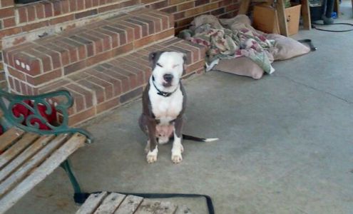 Johnston Animal Hospital 626 Lee St, Johnston South Carolina 29832