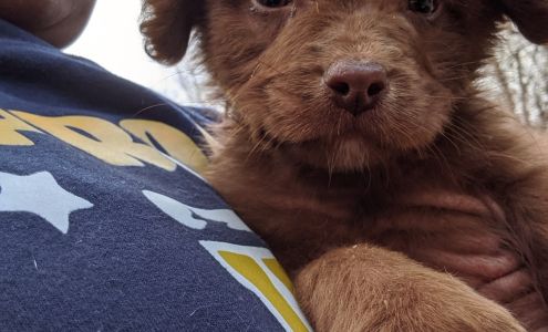 Old Capitol Pet Care Milledgeville