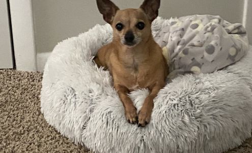 Whiteland Animal Clinic 6540 US 31 S, Whiteland Indiana 46184