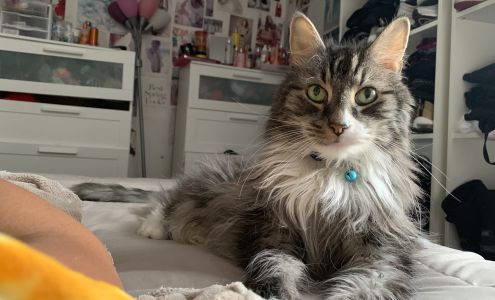 Keystone Veterinary Emergency & Referral, A Thrive Pet Healthcare Partner