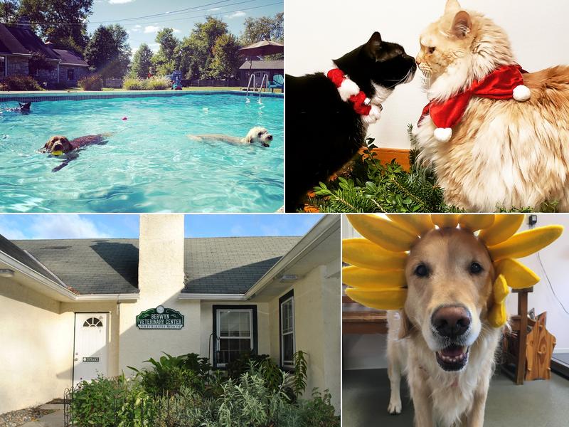 Berwyn Veterinary Center For Integrative Medicine