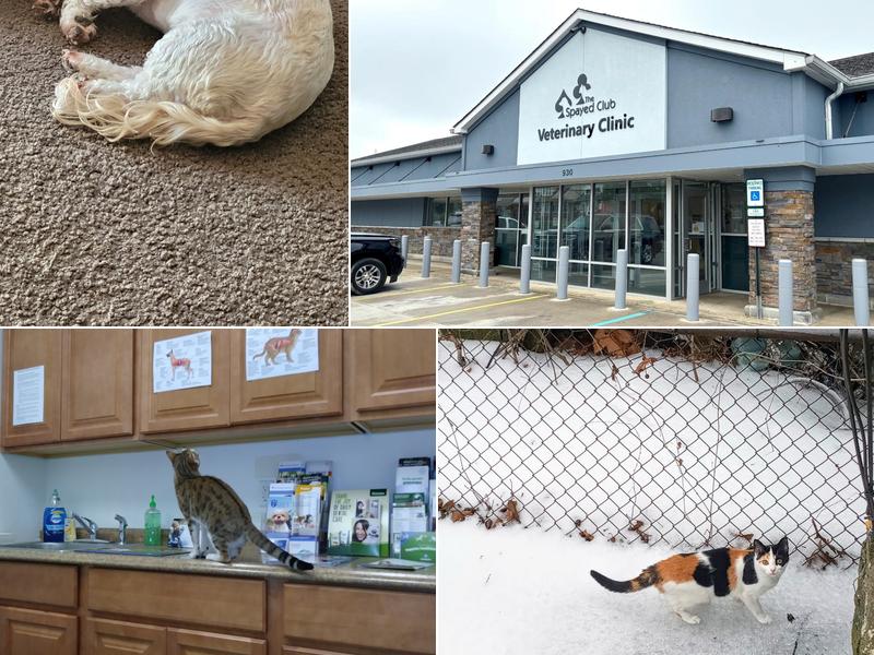 The Spayed Club Veterinary Clinic