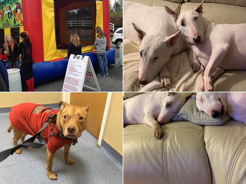 Saint Francis Veterinary Center of South Jersey